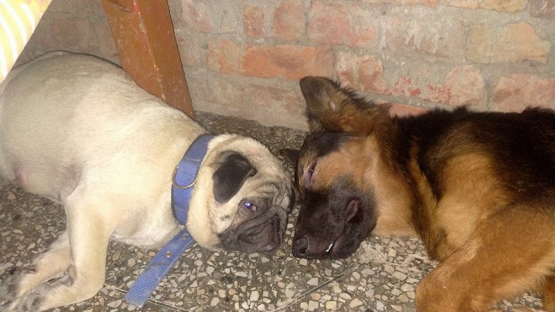 A K Dog kennel (pug breeder)