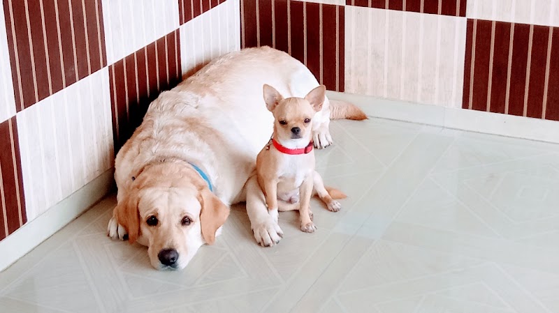 Aachumma dog kennel and boarding — Photo 2