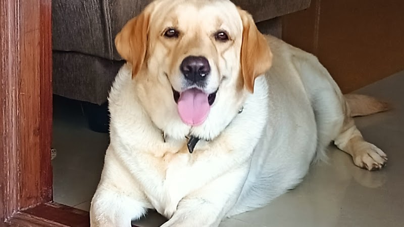 Aachumma dog kennel and boarding — Photo 4