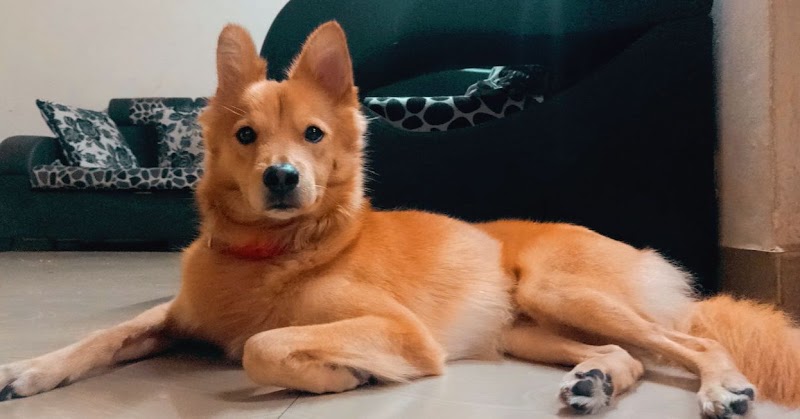 Aarohi Pet's Dog Walking Services Pune