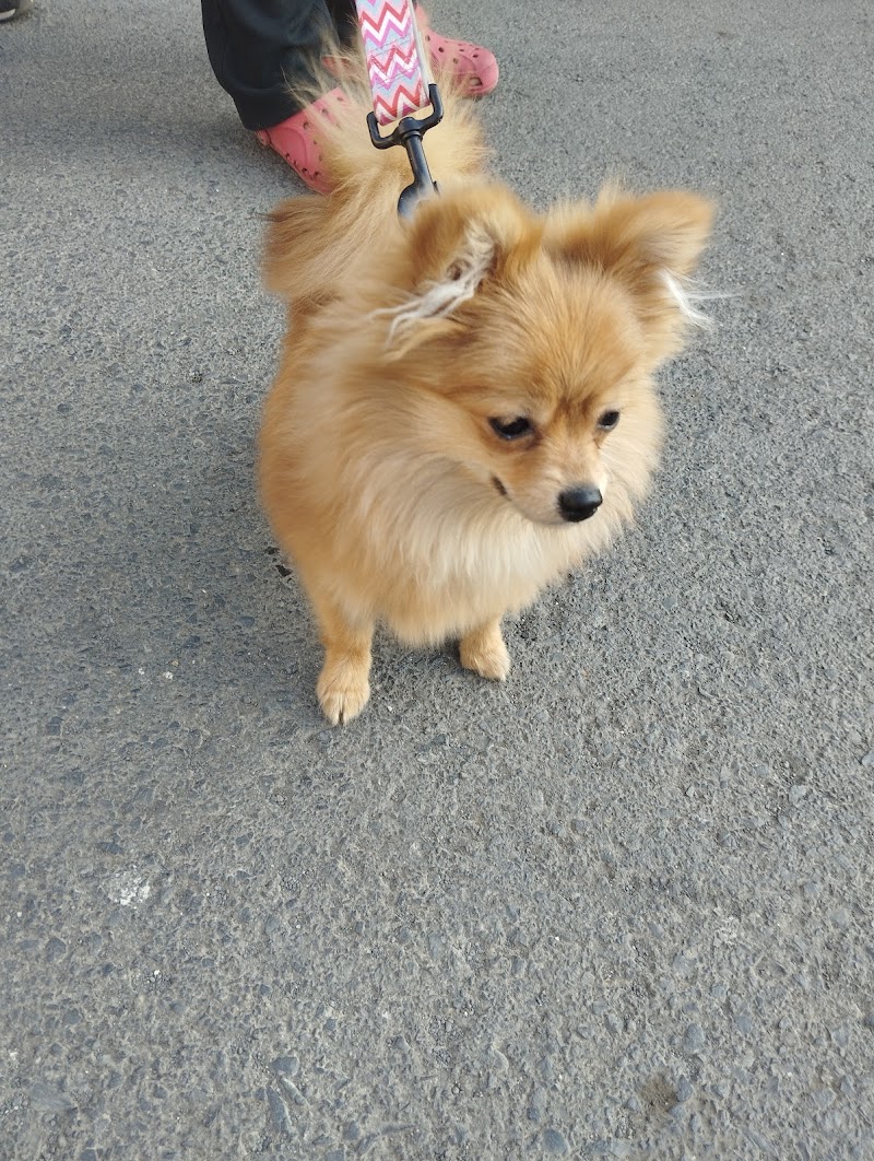 Aarush pet's Dog Walking & grooming Pune