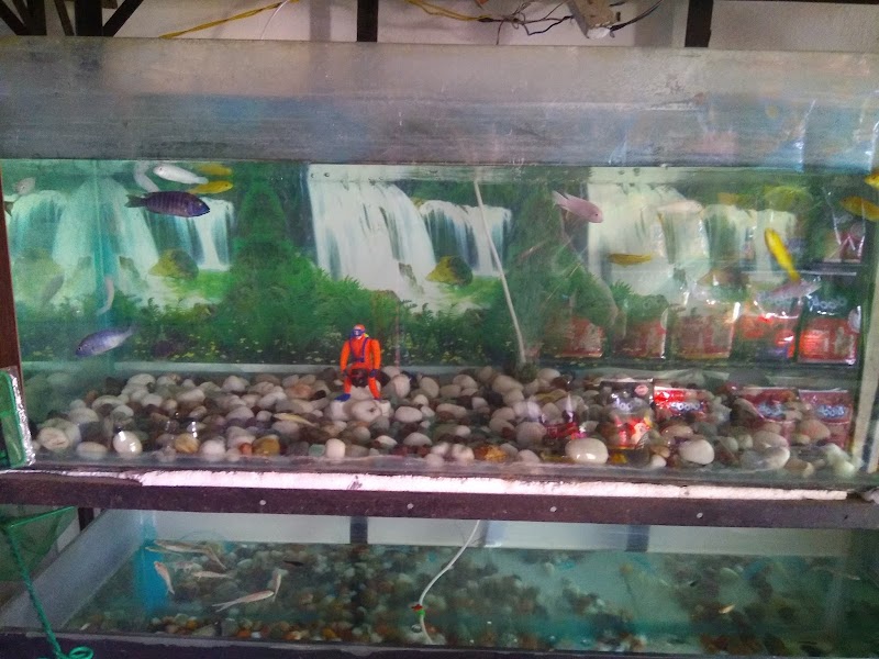 Abhi's Pet's City — Photo 2