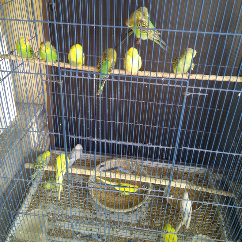 Abhi's Pet's City — Photo 3