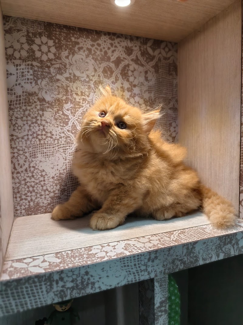 Abhishek Pet World 🌍 — Photo 3