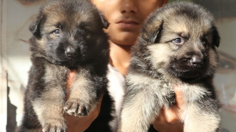 ACHARYA'S AQUARIUM & PETS — Photo 2