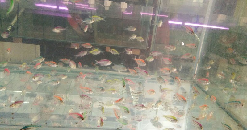 ACHARYA'S AQUARIUM & PETS — Photo 3