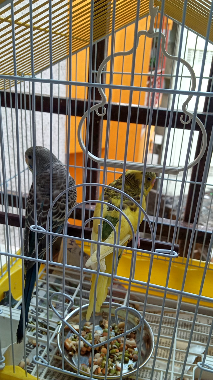 ACHARYA'S AQUARIUM & PETS — Photo 4