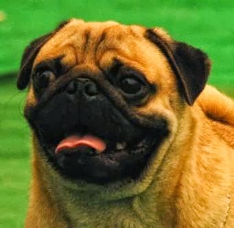 Agam Kennels — Photo 2