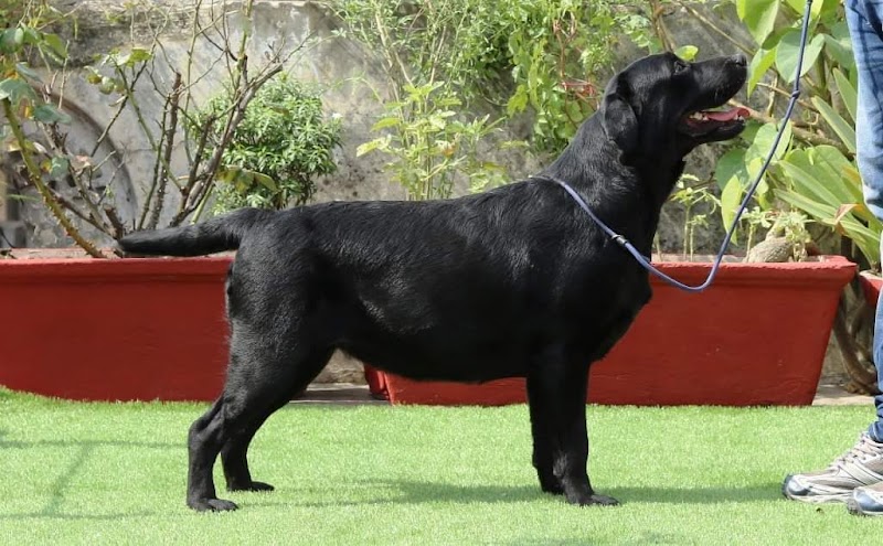 Agam Kennels — Photo 3