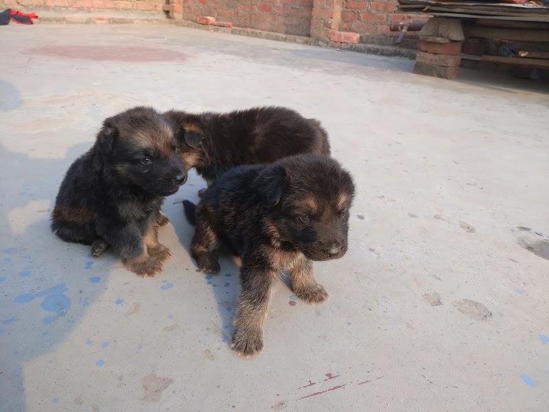 Agra Dog Food Mart — Photo 3