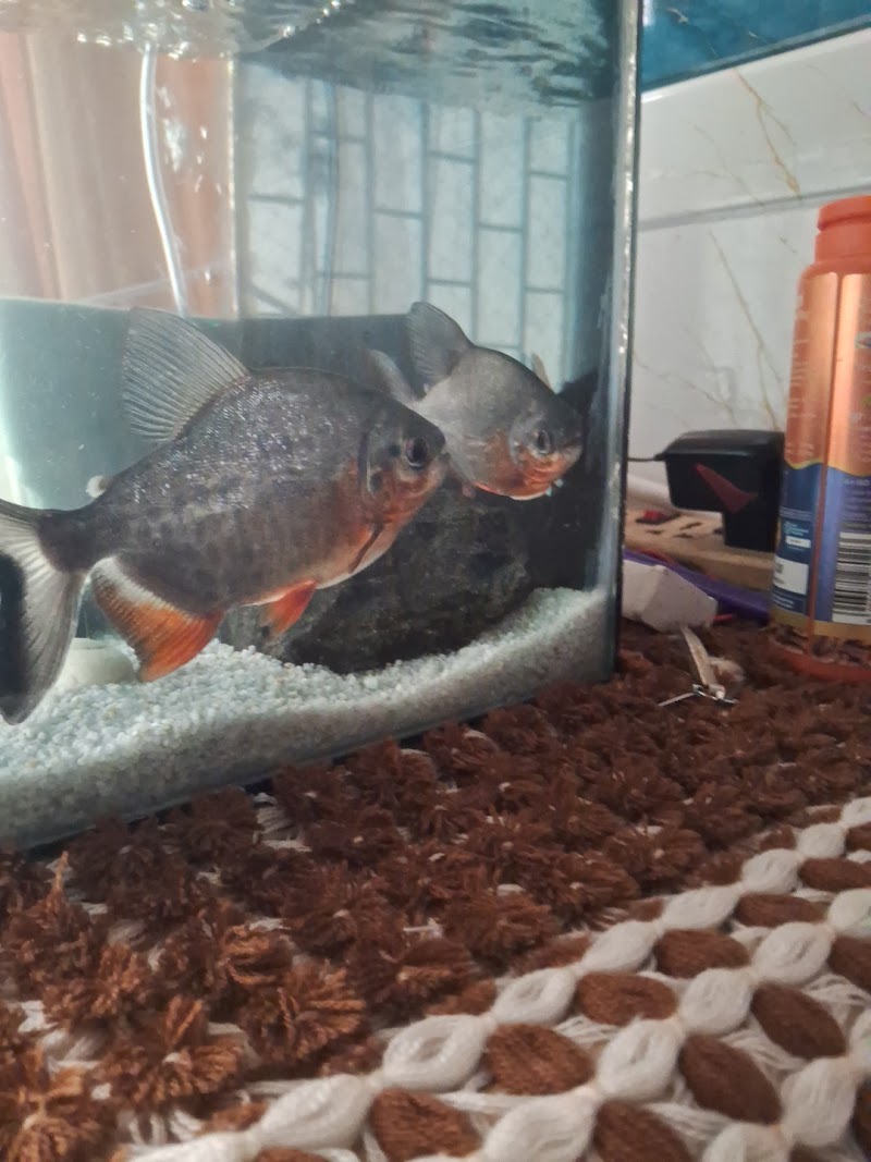 Aishwarya Pets — Photo 3