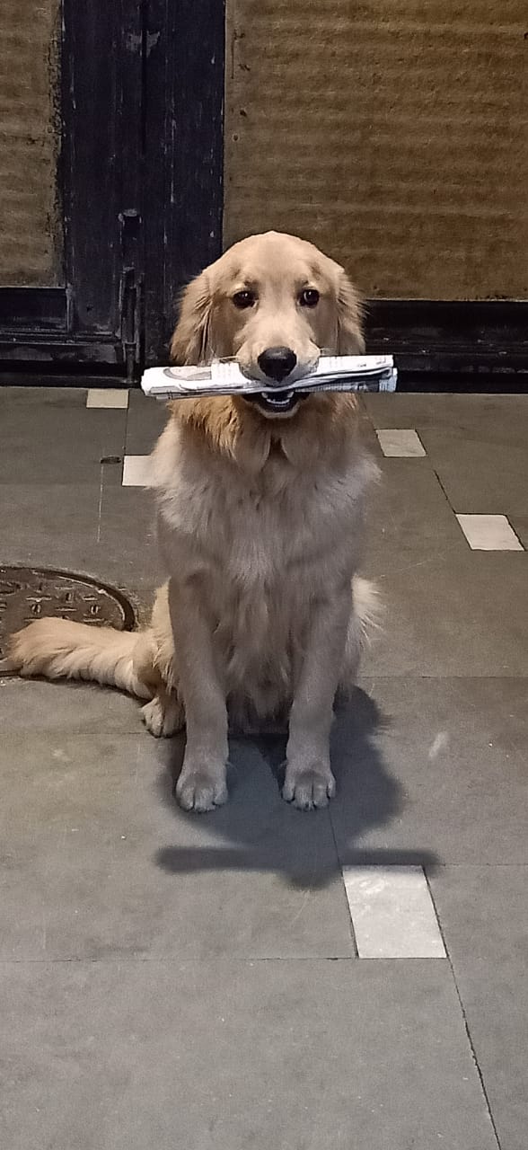 Ajay Bawa Dog Training Center & Day Boarding School