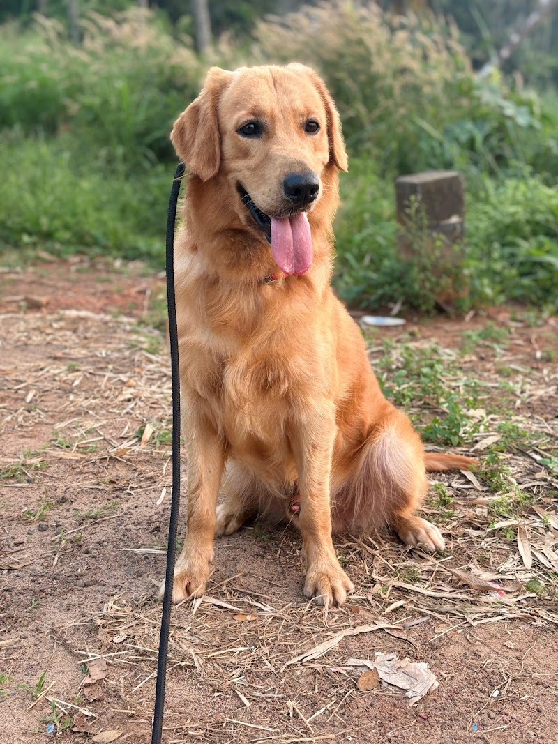 Ajith k9 Dog trainer — Photo 2