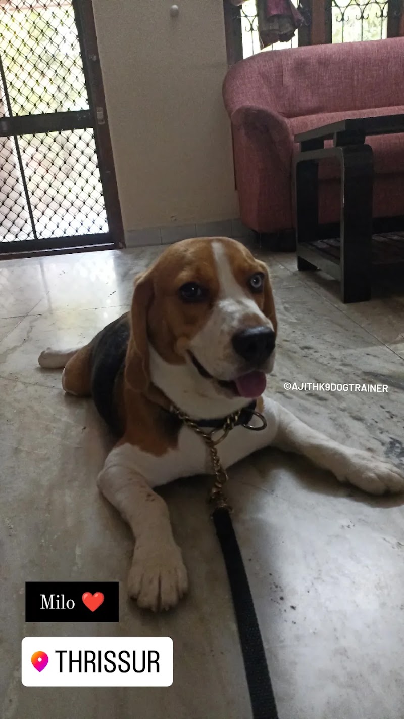 Ajith k9 Dog trainer — Photo 4