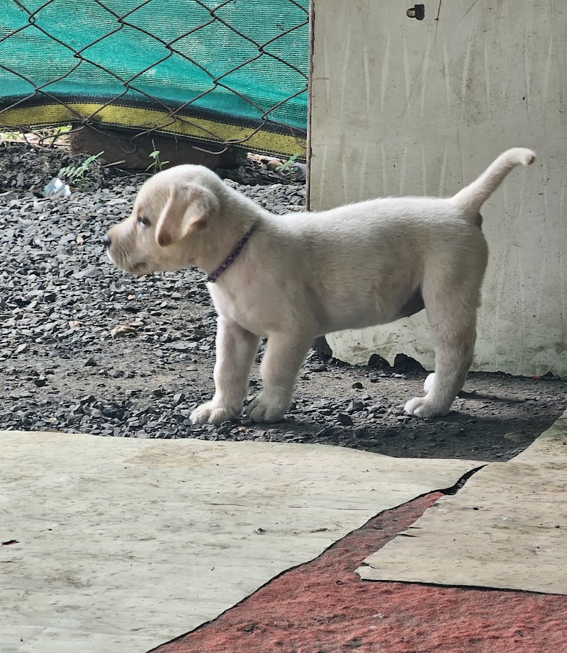 AK-Kennel — Photo 2