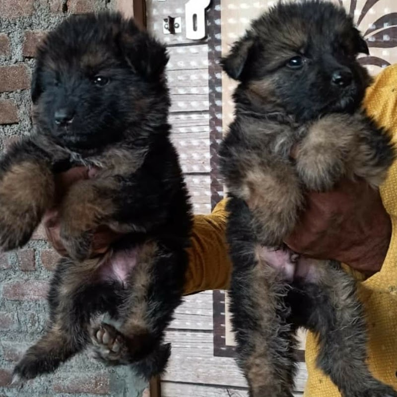 AK-Kennel — Photo 3