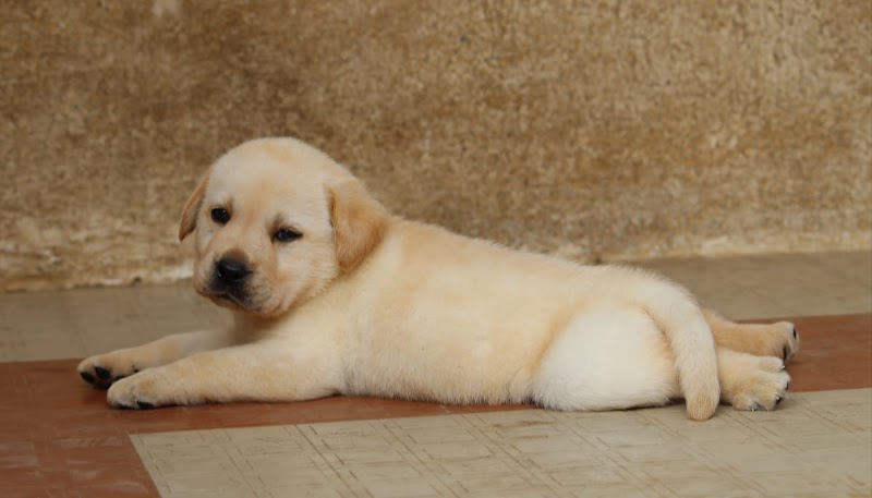 AK-Kennel — Photo 4