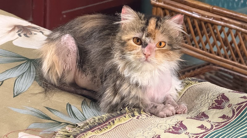 All Animal Care Center — Photo 3