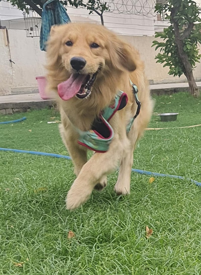 All day dogs training and boarding — Photo 4