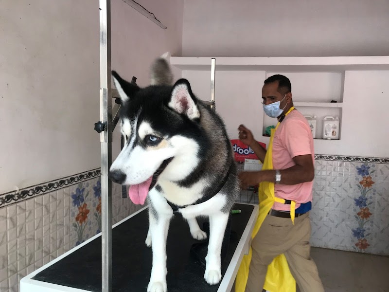 All for Dogs — Photo 2