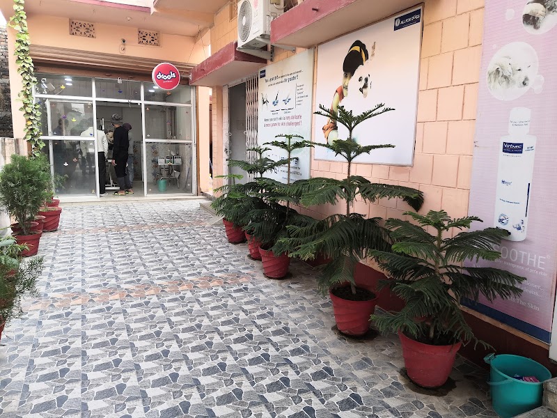 All for Dogs — Photo 4