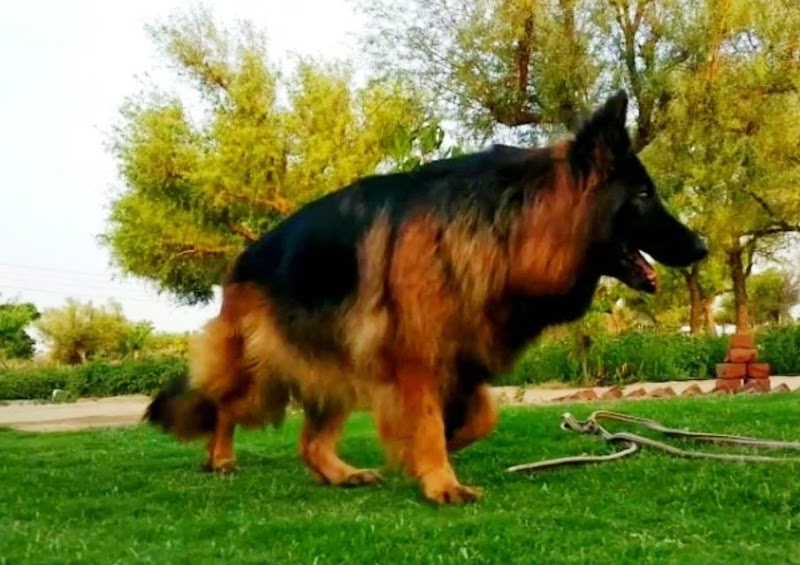 All happy paws — Photo 3