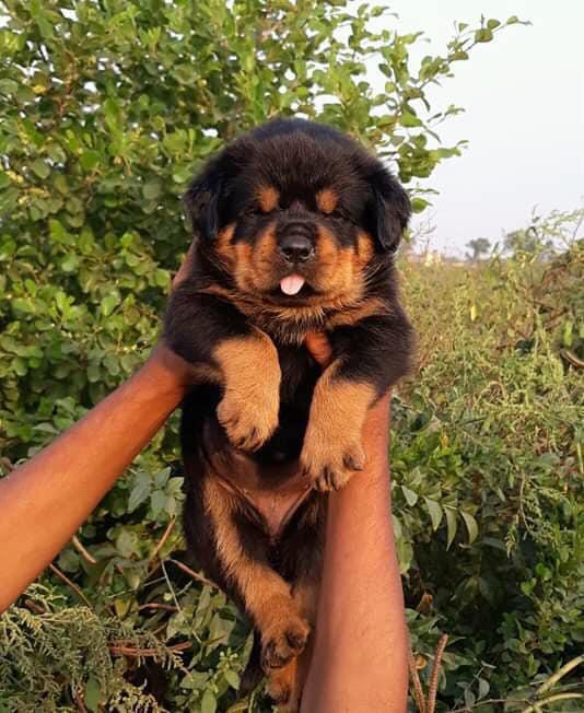 All happy paws — Photo 4