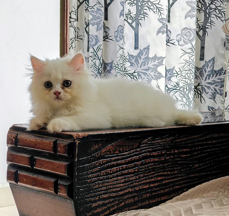 All Pets Stores n Farm — Photo 4