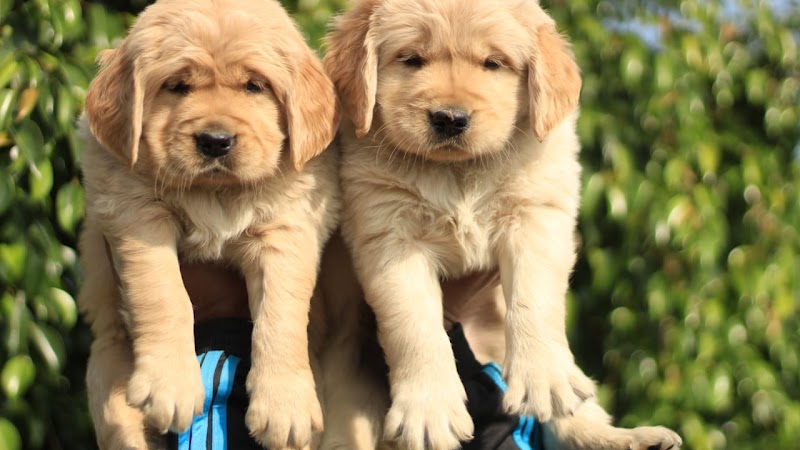 Aman Pet’s & Services