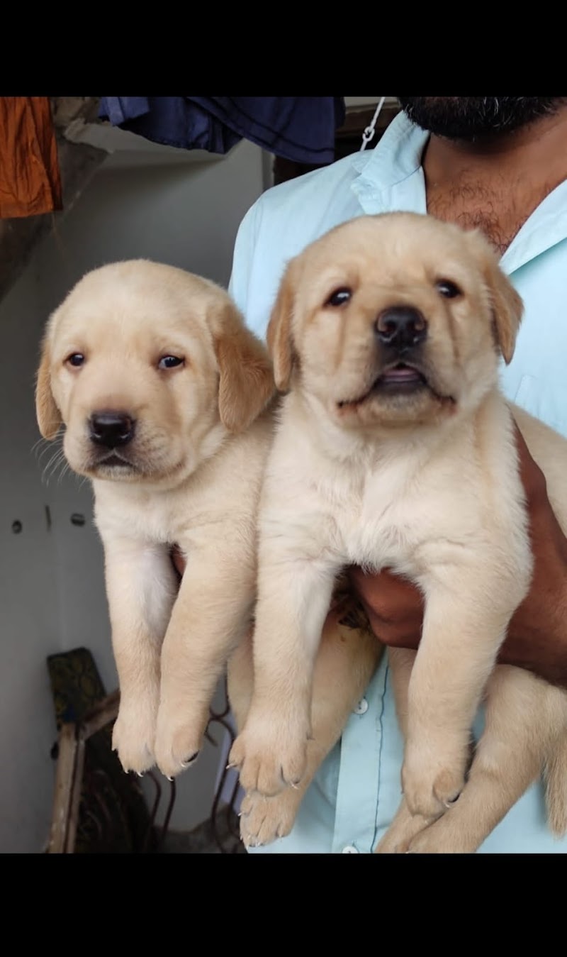 Aman pet's — Photo 2