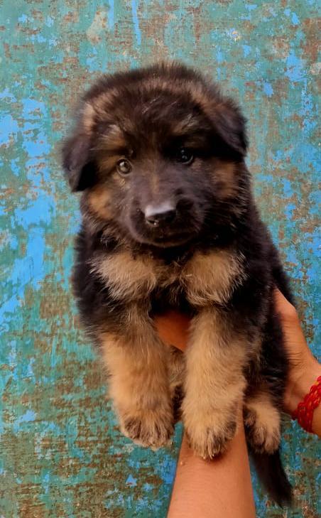 Aman pet's — Photo 3