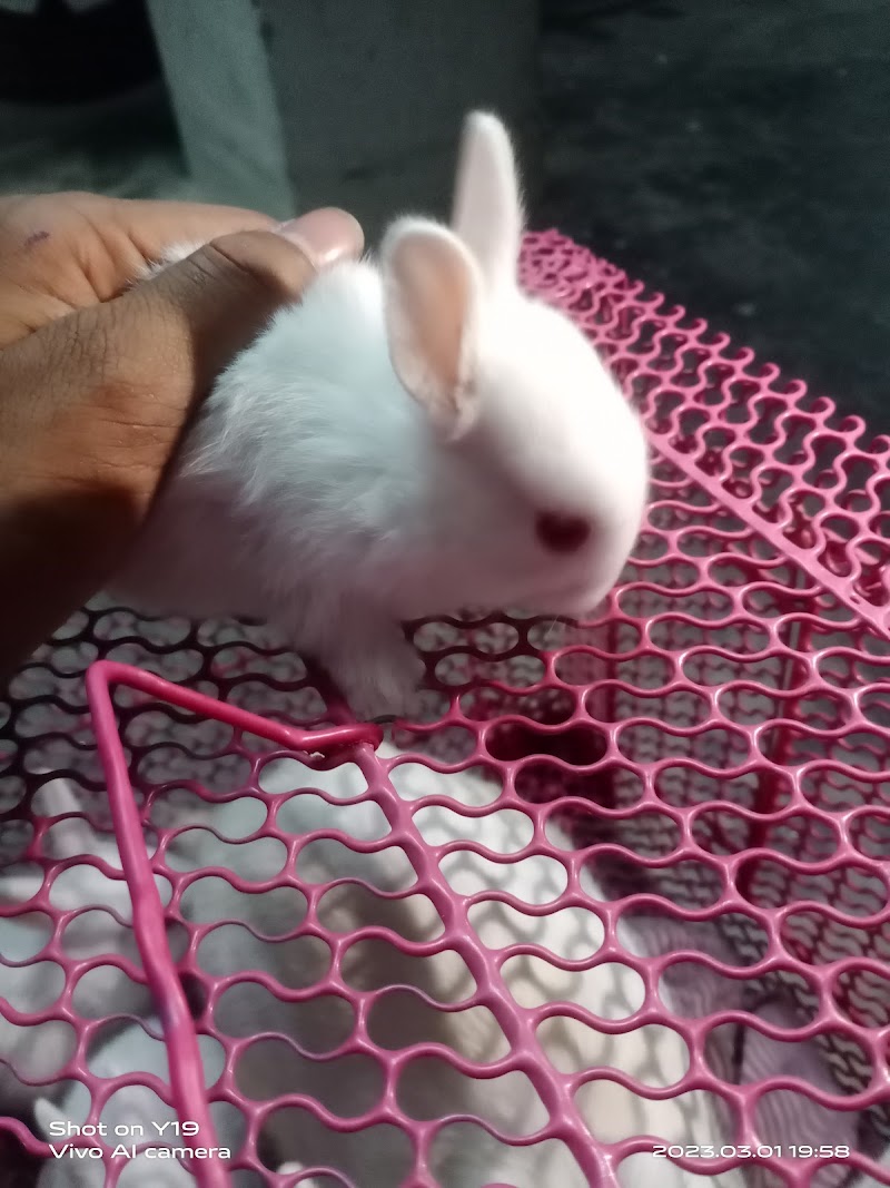 Aman pet's — Photo 4