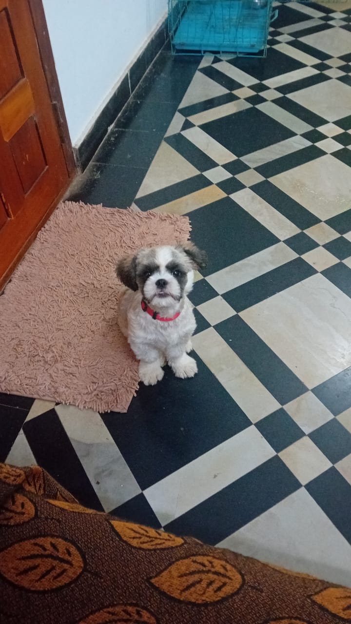 Amma Pets Day Care Center kannur, Kerala — Photo 2