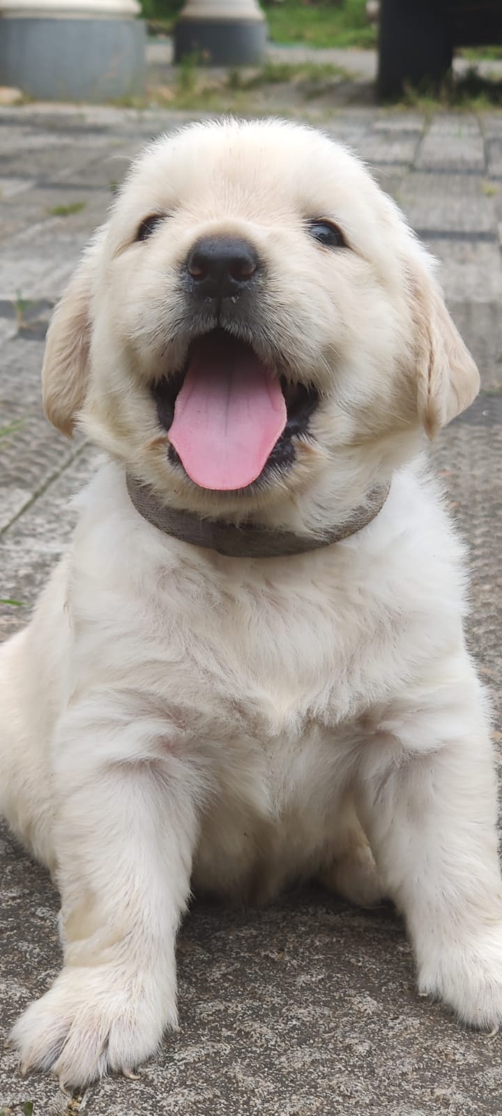 Amma Pets Day Care Center kannur, Kerala — Photo 3