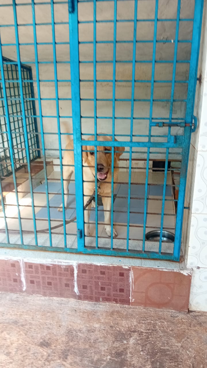 Amma Pets Day Care Center kannur, Kerala — Photo 4