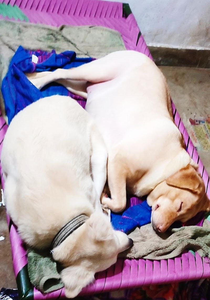 Amrita's Pet Boarding