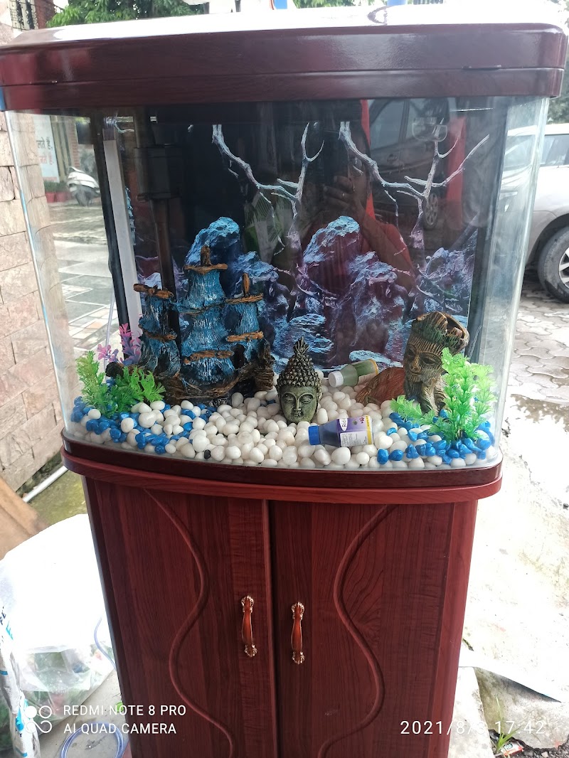 Angel fish aquarium — Photo 3