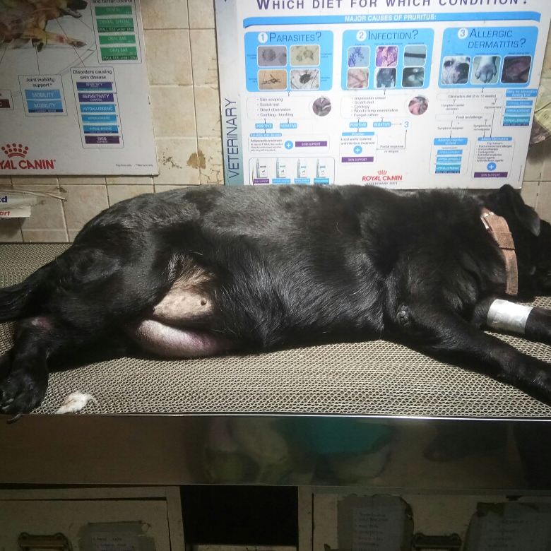 Animal Care Clinic — Photo 2