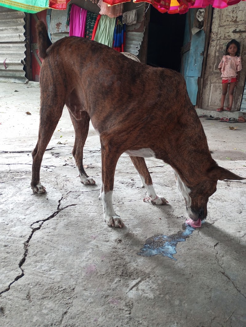 Animal Friend — Photo 2