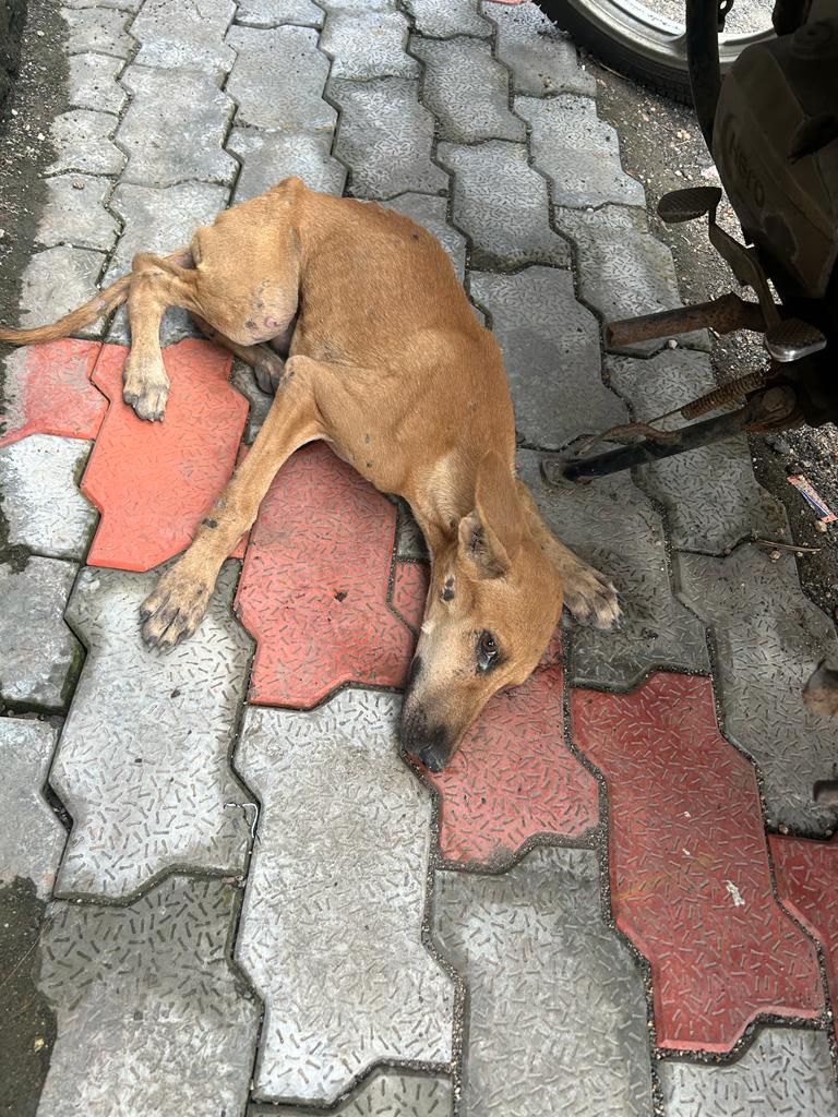 Animal Friend — Photo 3