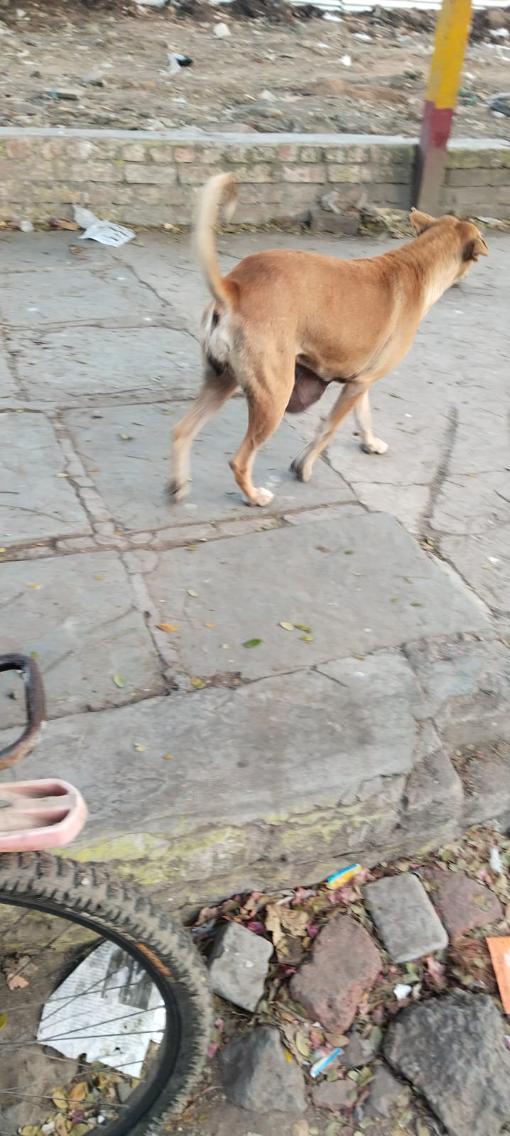 Animal Friend — Photo 4