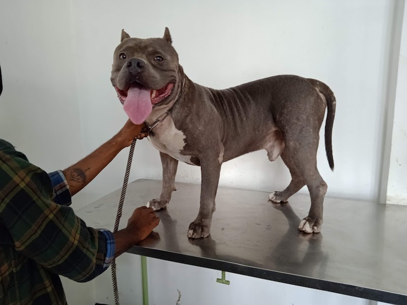 Animalia Veterinary Clinic — Photo 3