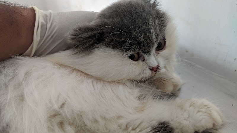 Animalia Veterinary Clinic — Photo 4