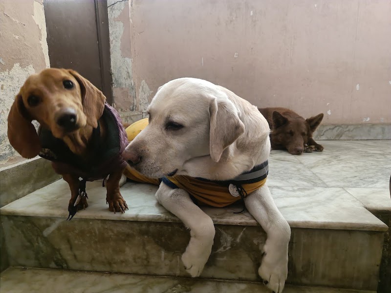 Animallovers pet Hostel and Grooming services — Photo 3