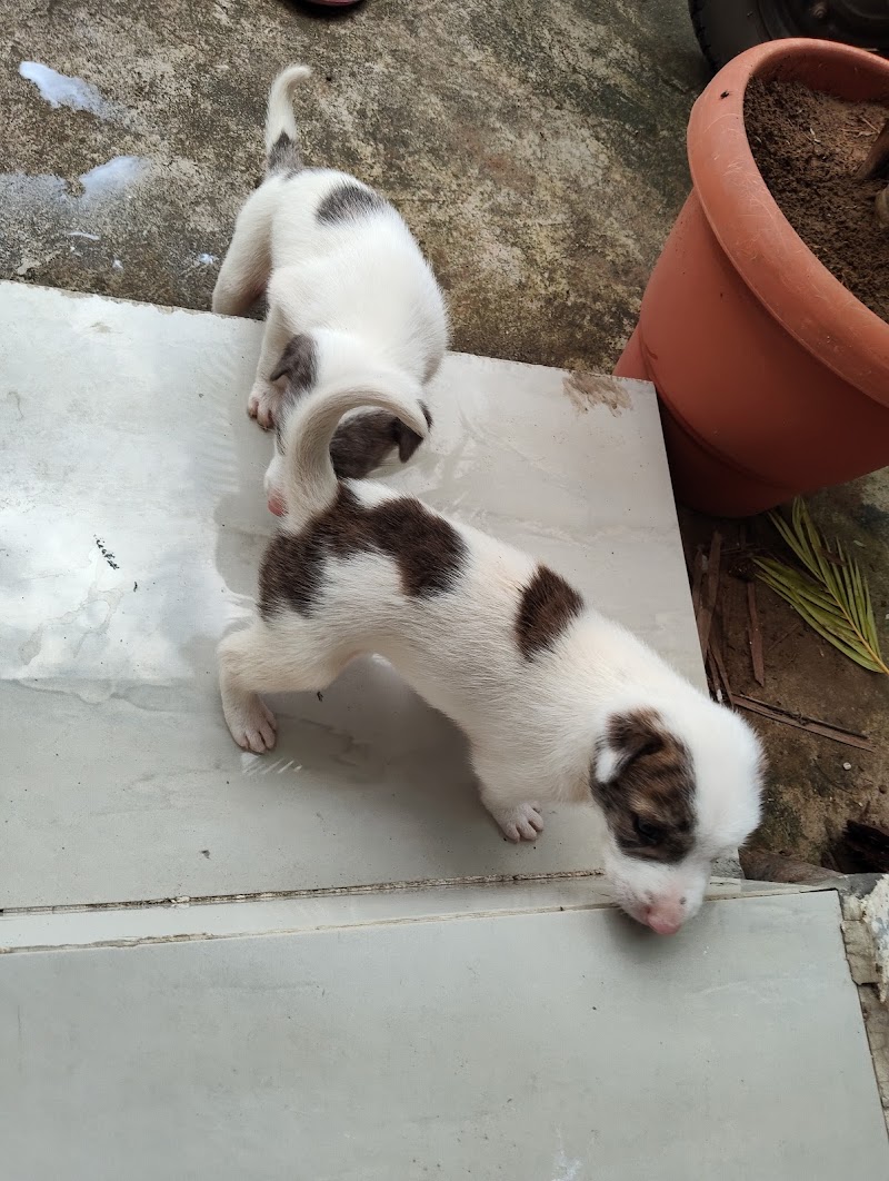 Animals adoption — Photo 3