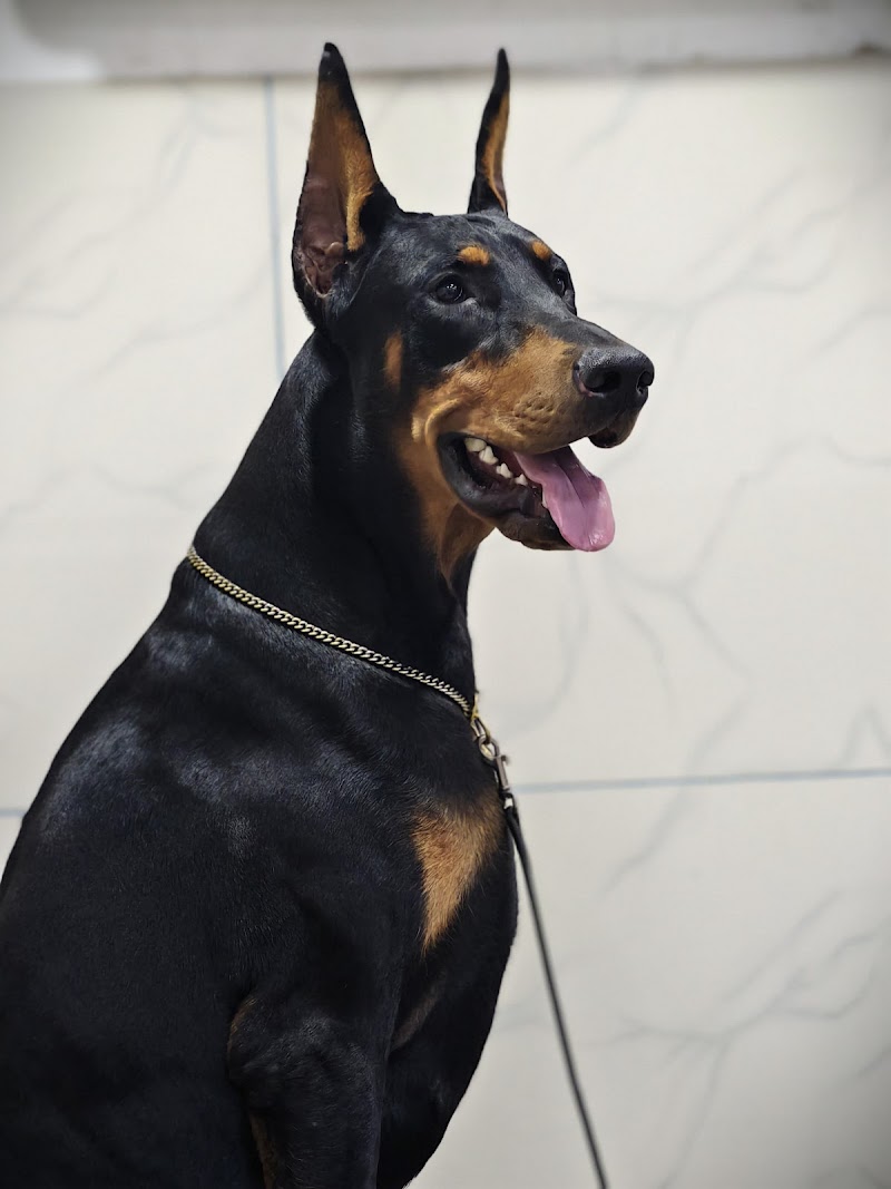 Animaux kennel — Photo 2