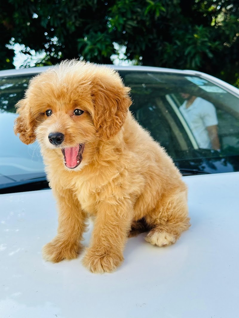 Animlslover — Photo 2