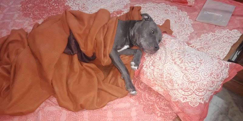 Animo Pet Care — Photo 4