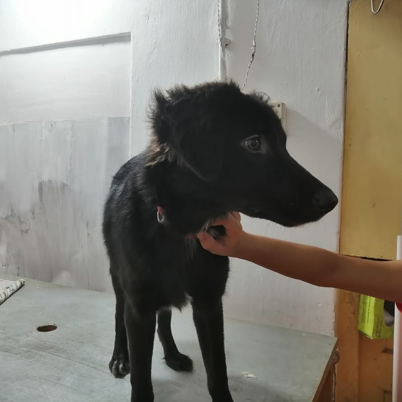 Anisha Pet Care Clinic — Photo 2