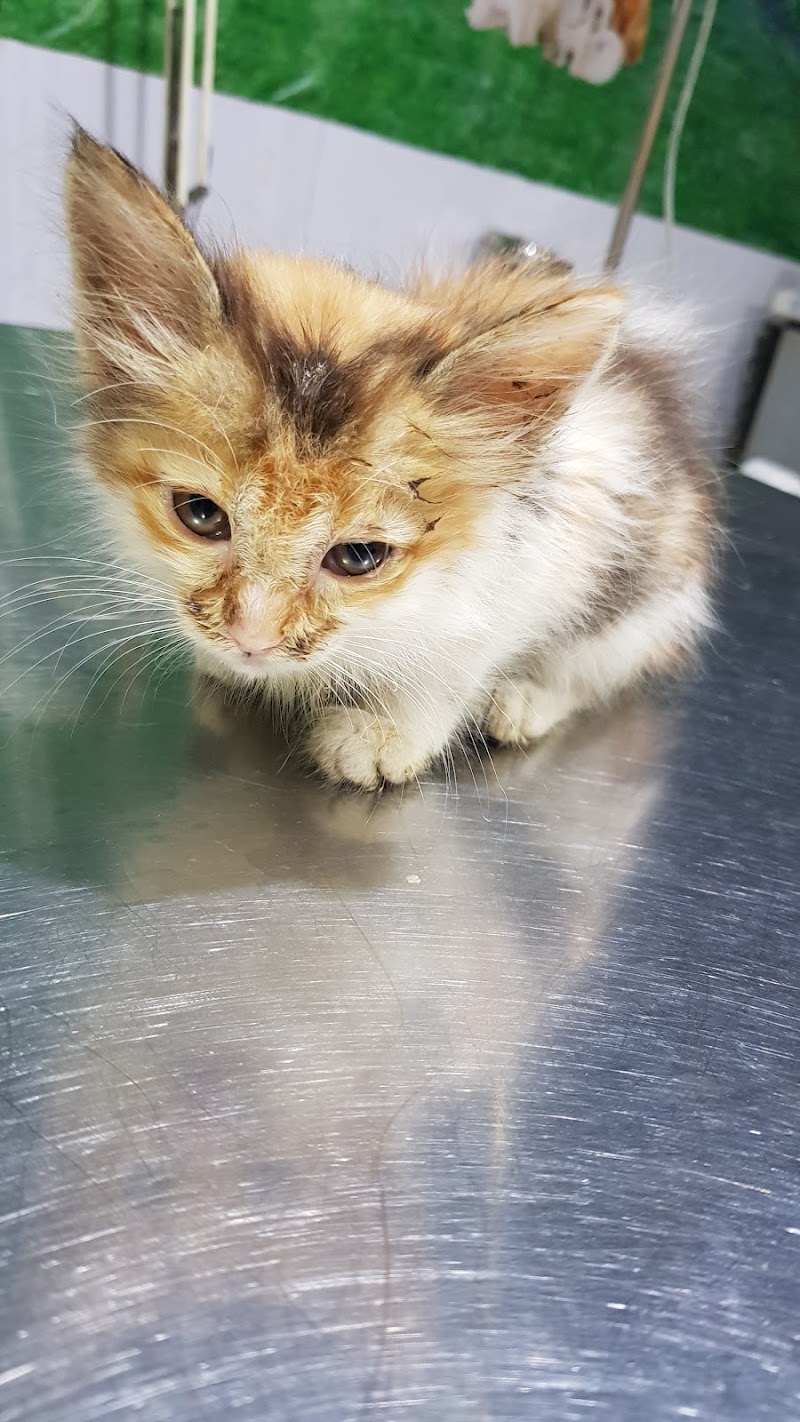 Anu Pet Clinic — Photo 2